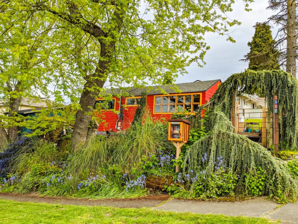 A little scarlet house with goldenrod trim, somewhat obscured beyond a mature maple with spring leaves. An atlas cedar archway, Little Free Library and bluebells complete the cute look!