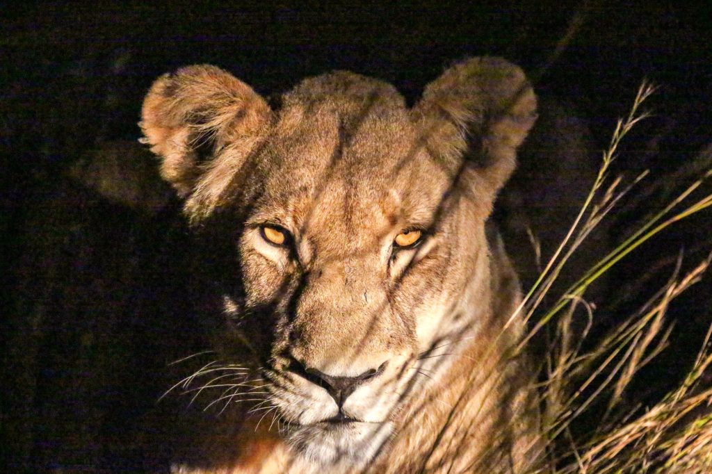 A close-up of an Okavango Delta lioness peering through tall grass at night. She's lit by headlights and has an intense, direct expression. Image copyright amandacastleman.com