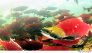An underwater shot of salmon in Shuswap Lake with cherry red bodies and moss-green heads. Image by Josh Humpbert