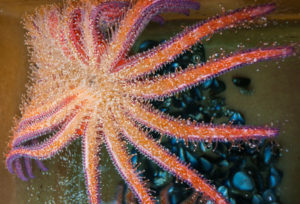 The pink and orange underbelly of a sunflower sea star above a pile of mussel shells.